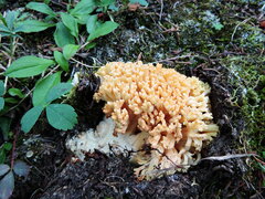 Ramaria flava