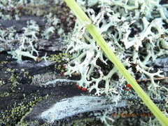 Cladonia leporina