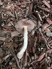 Agaricaceae