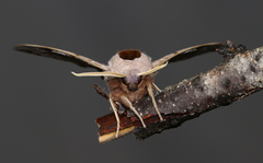 Smerinthus ocellata