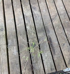 Sisymbrium officinale