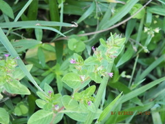 Cuphea carthagenensis