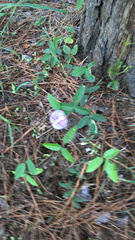 Centrosema virginianum