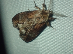 Dasylophia thyatiroides