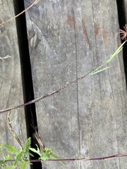 Sisymbrium officinale