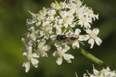 Sphecodes