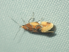 Epicallima argenticinctella