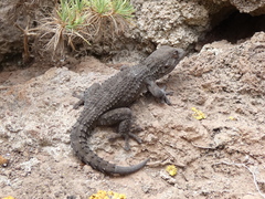 Tarentola delalandii