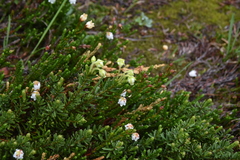 Phyllodoce glanduliflora