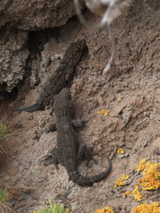 Tarentola delalandii