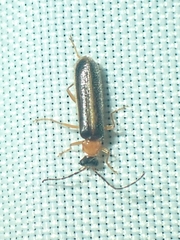 Cantharinae