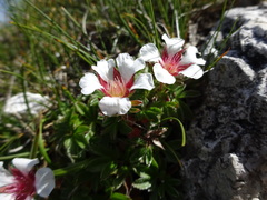 Potentilla clusiana