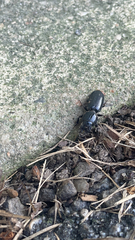 Scarites subterraneus