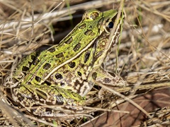 Lithobates kauffeldi