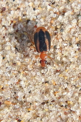 Lebia solea
