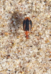 Lebia solea