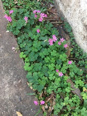 Oxalis debilis