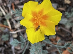 Toxomerus occidentalis