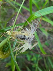 Akanthomyces tuberculatus