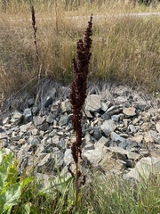 Rumex crispus
