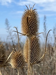 Dipsacus sativus