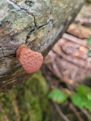 Rhodotus palmatus