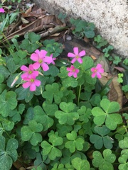 Oxalis debilis