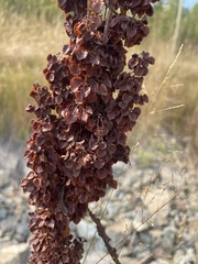 Rumex crispus