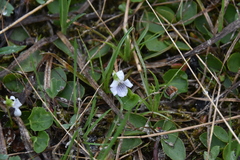 Viola macloskeyi