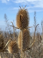 Dipsacus sativus