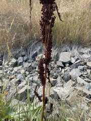 Rumex crispus