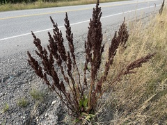 Rumex crispus