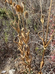 Dipsacus sativus
