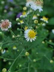 Symphyotrichum ontarionis