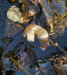 Hedophyllum nigripes