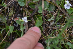 Viola macloskeyi