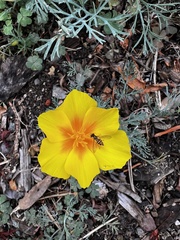 Toxomerus occidentalis