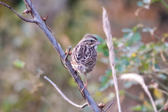 Passerculus sandwichensis
