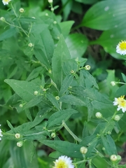 Symphyotrichum ontarionis