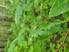 Eriophyes cerasicrumena