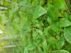 Eriophyes cerasicrumena