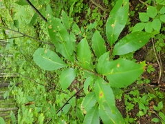 Eriophyes cerasicrumena