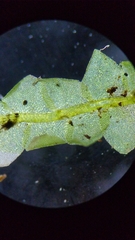Calypogeia