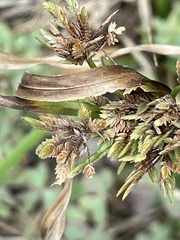 Cyperus eragrostis