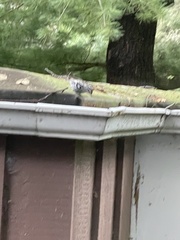 Setophaga nigrescens