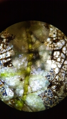 Calypogeia