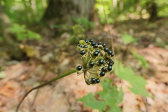 Allium tricoccum