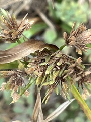 Cyperus eragrostis