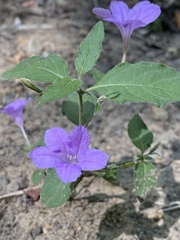 Ruellia pedunculata
