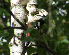 Dendrocopos leucotos